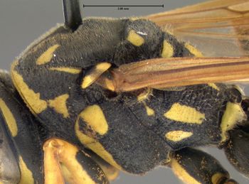 Media type: image;   Entomology 602765 Aspect: thorax lateral